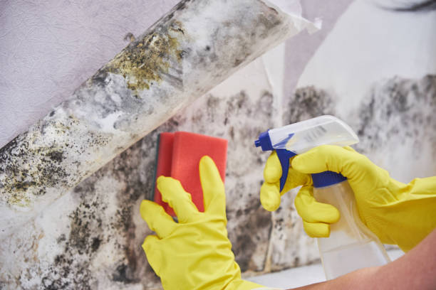  Crewe, VA Mold Removal Pros